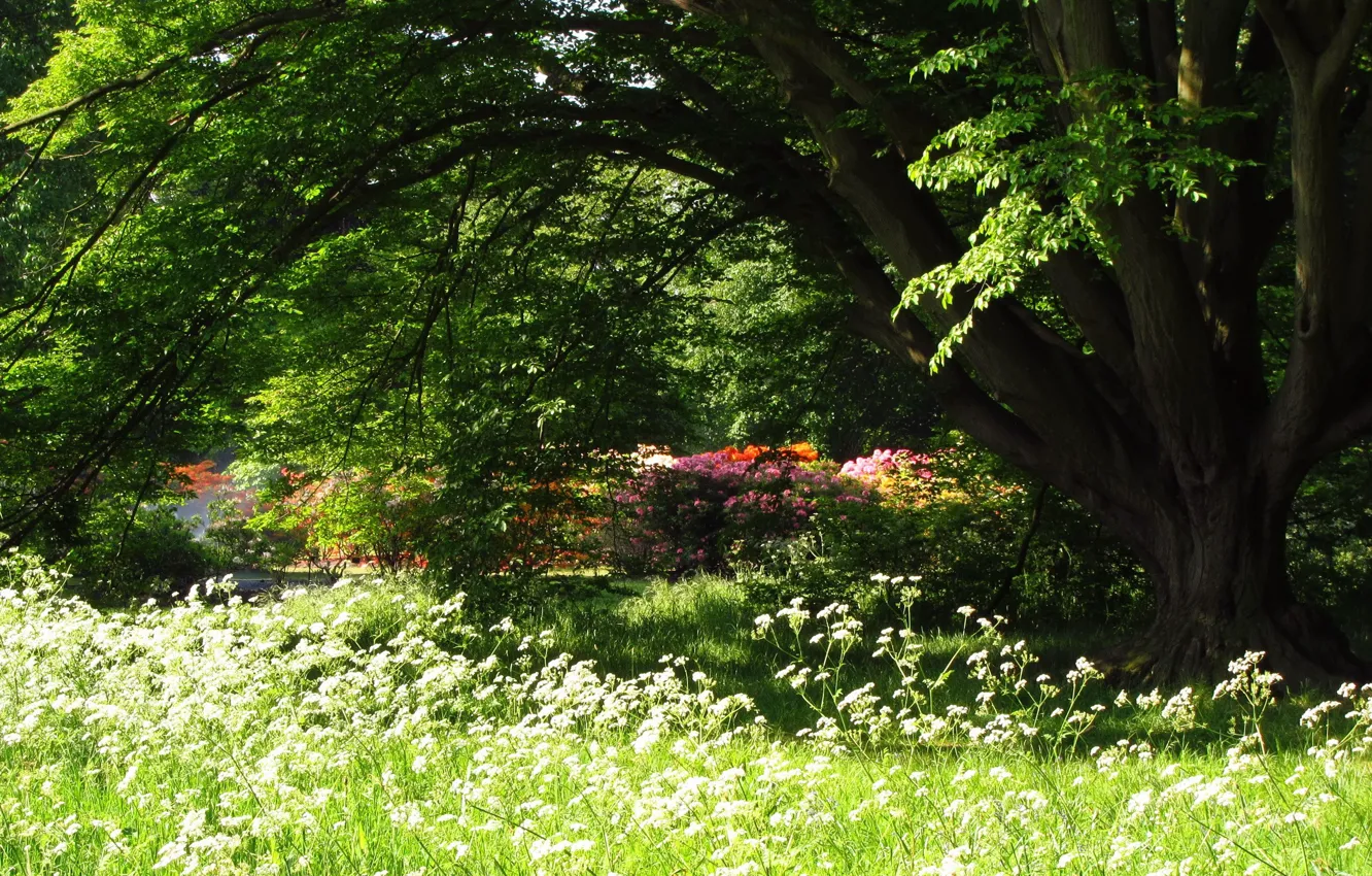 Photo wallpaper forest, Park, summer, forest, trees, summer, Clearing, park