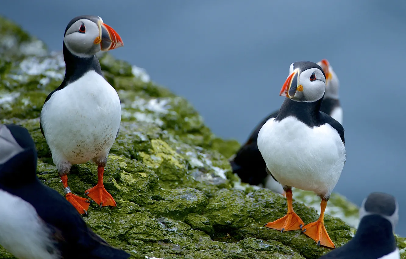 Photo wallpaper nature, stones, bird, moss, stalled