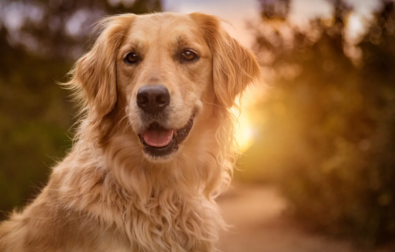 Photo wallpaper the sun, Golden, Retriever