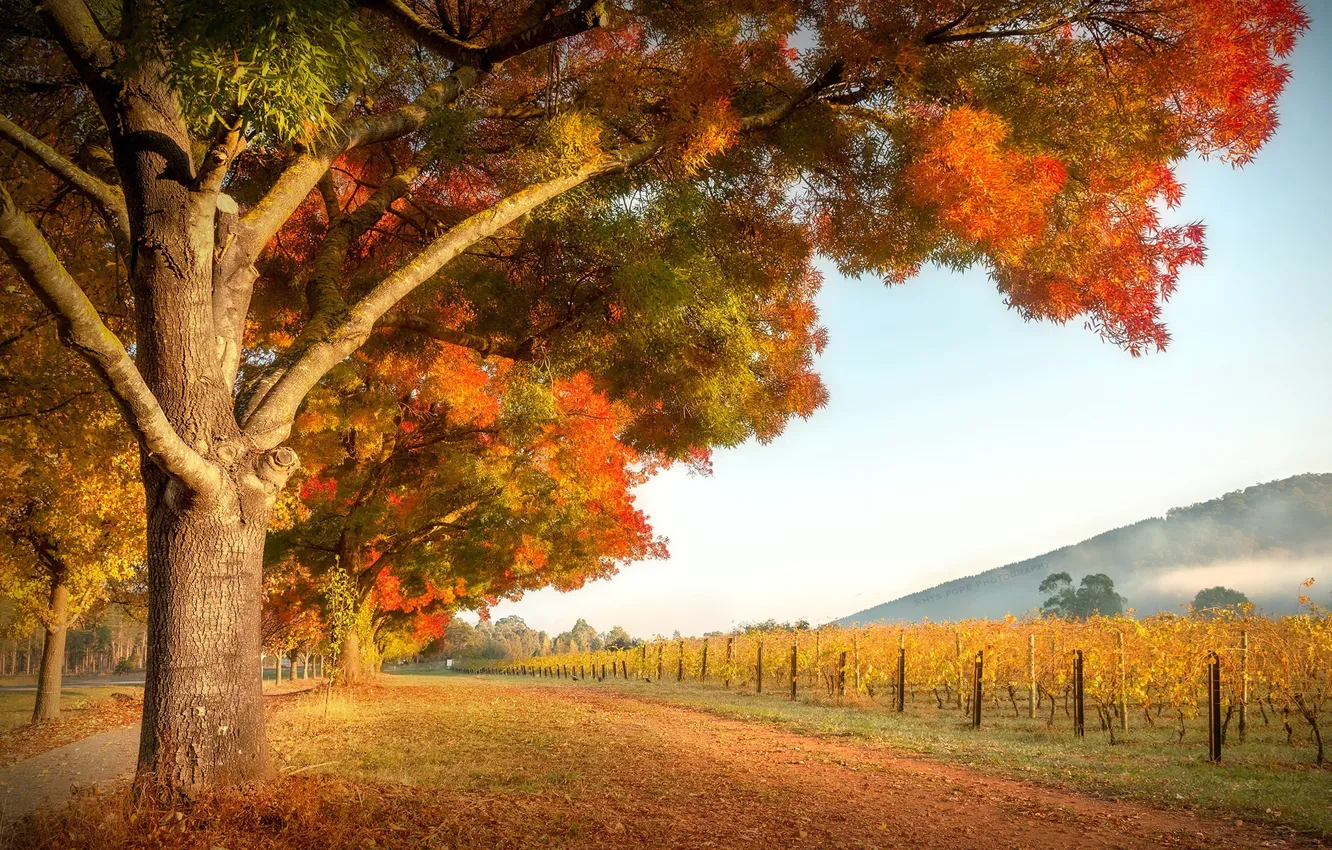 Photo wallpaper autumn, garden, vineyard
