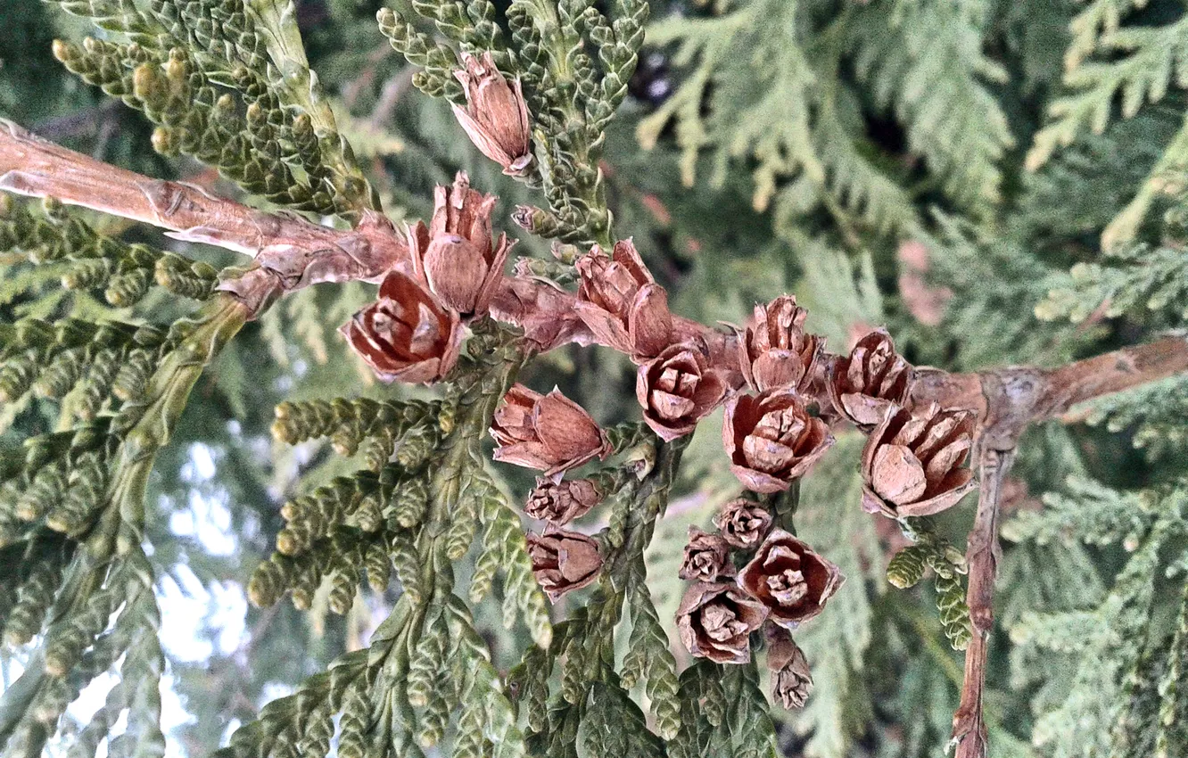 Photo wallpaper spring, bumps, Western Thuja, March 2025