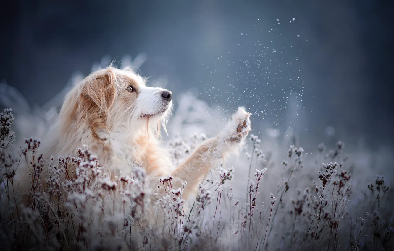 Photo wallpaper winter, frost, grass, snow, pose, background, glade, portrait