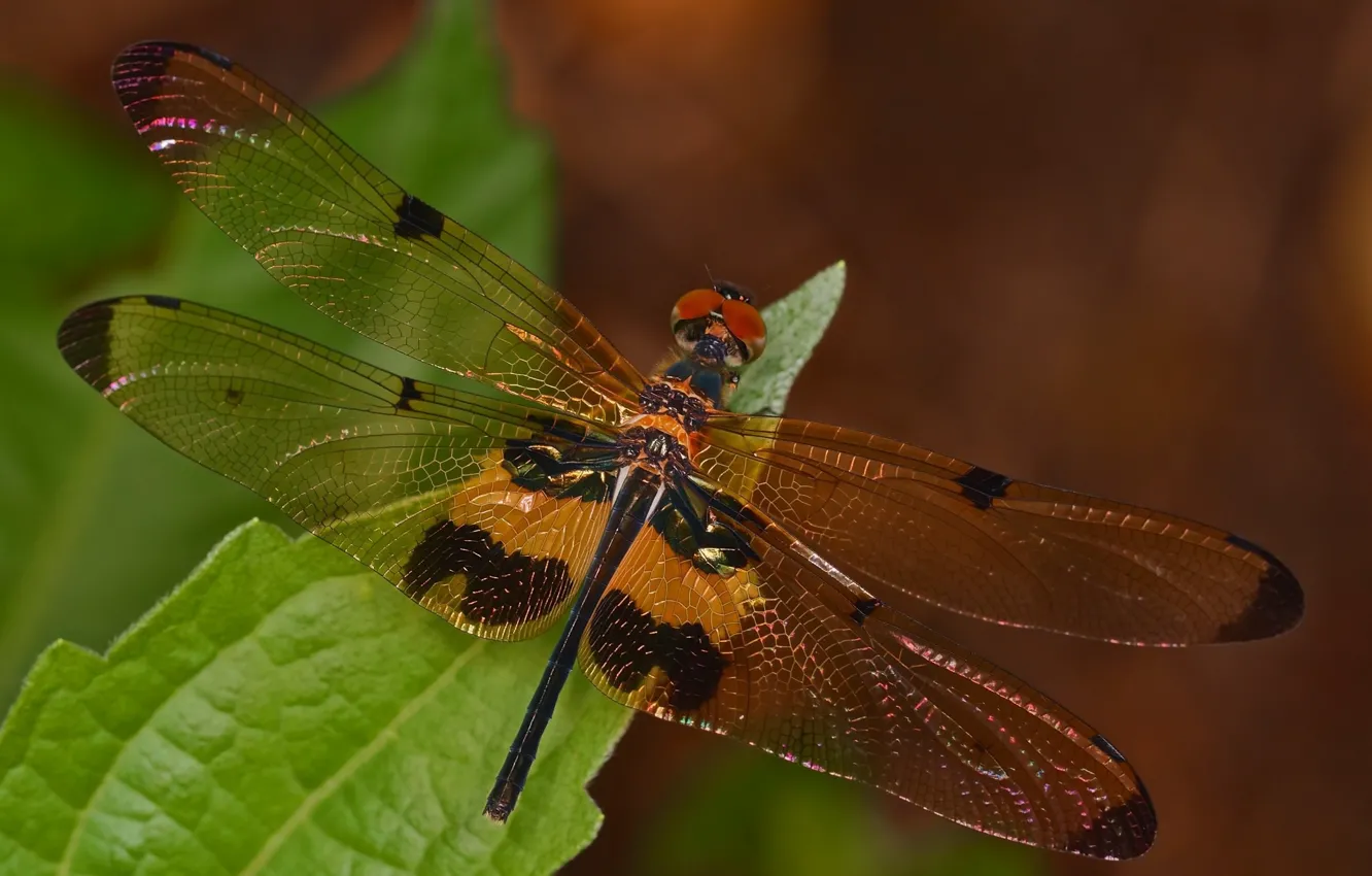 Photo wallpaper macro, dragonfly, leaf, insect