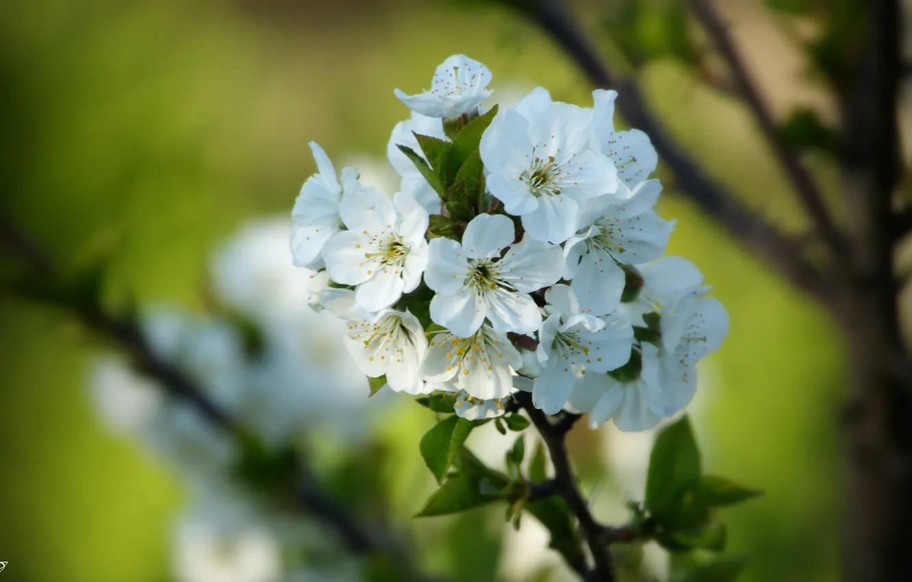 Photo wallpaper color, spring, beautiful