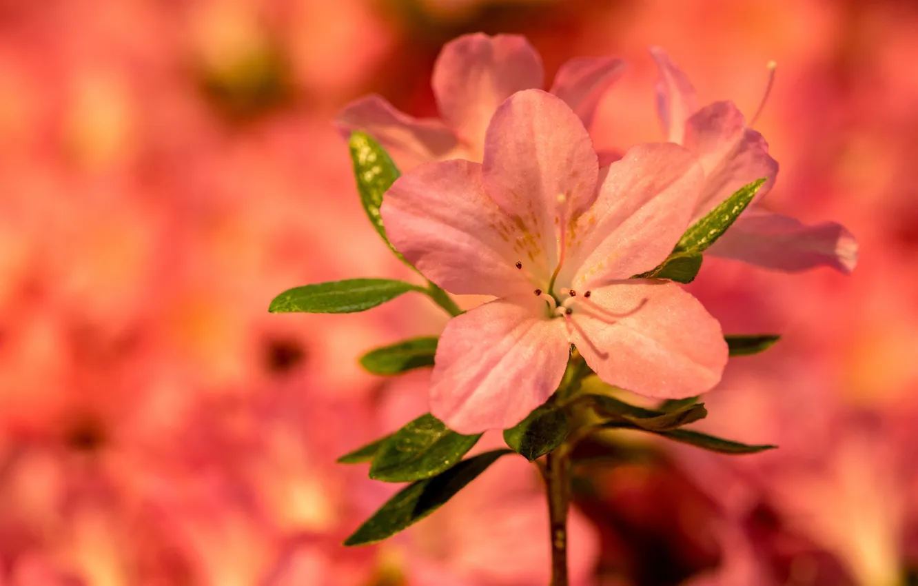 Photo wallpaper macro, background, petals, Azalea
