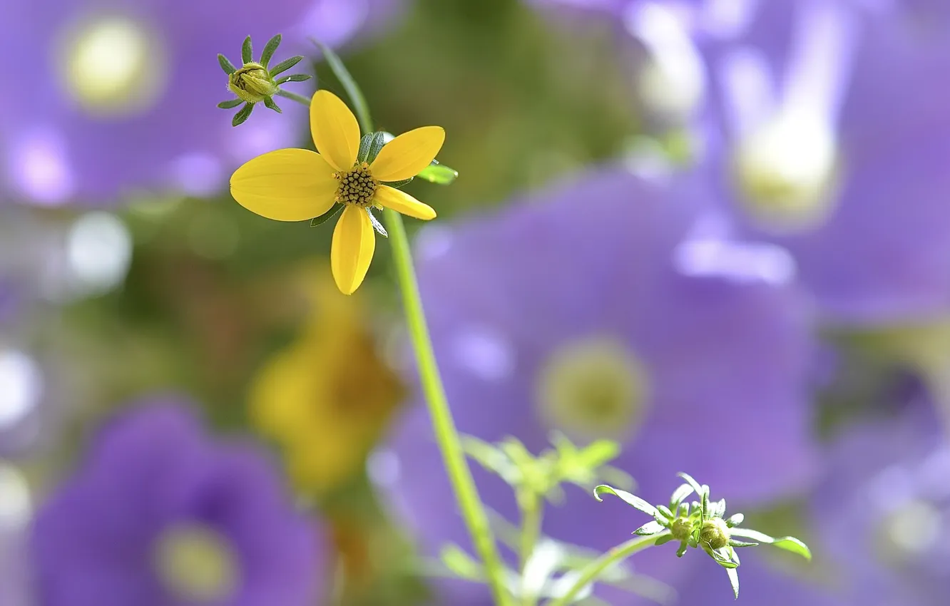 Photo wallpaper flowers, nature, plant, petals