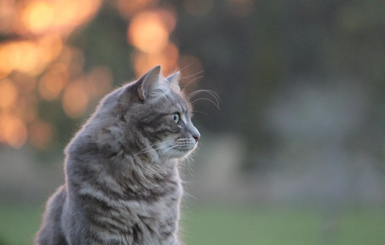 Photo wallpaper cat, glare, profile, grey, sitting