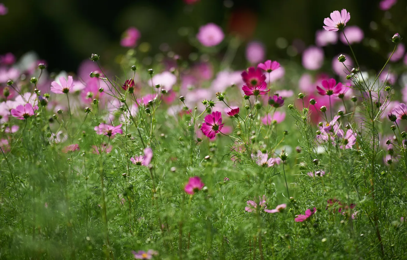 Photo wallpaper greens, field, summer, flowers, kosmeya