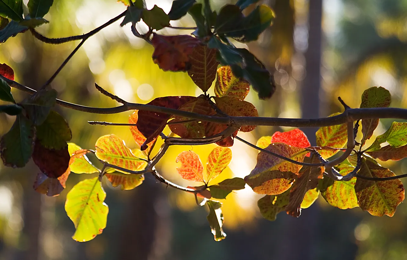 Photo wallpaper autumn, leaves, the sun, rays, light, branches, nature, branch