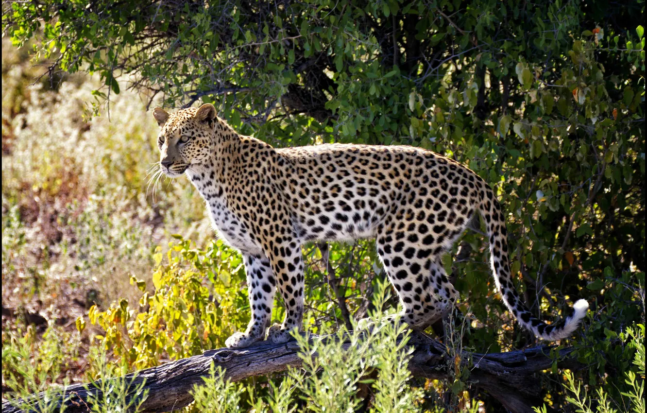 Photo wallpaper grass, trees, predator, leopard