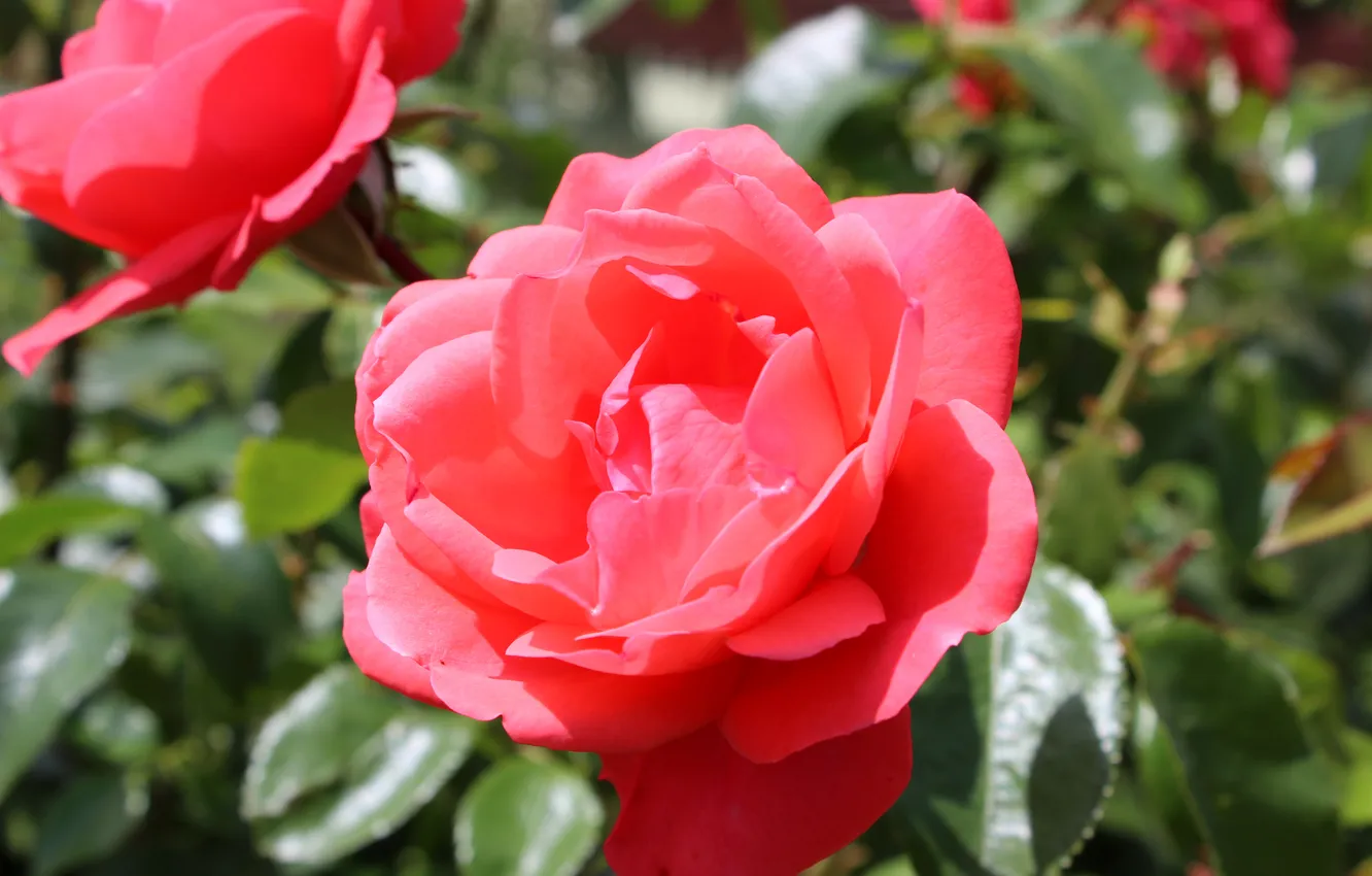 Photo wallpaper leaves, roses, petals, buds, mouth