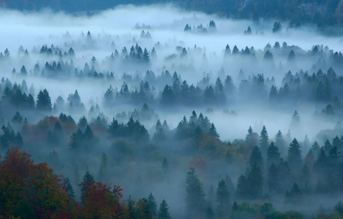 Photo wallpaper autumn, forest, fog, Germany, Bayern