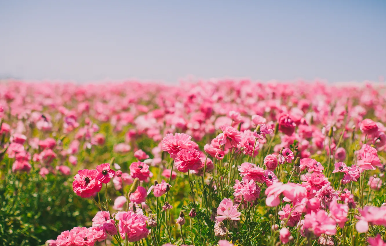 Photo wallpaper field, flowers, petals, pink