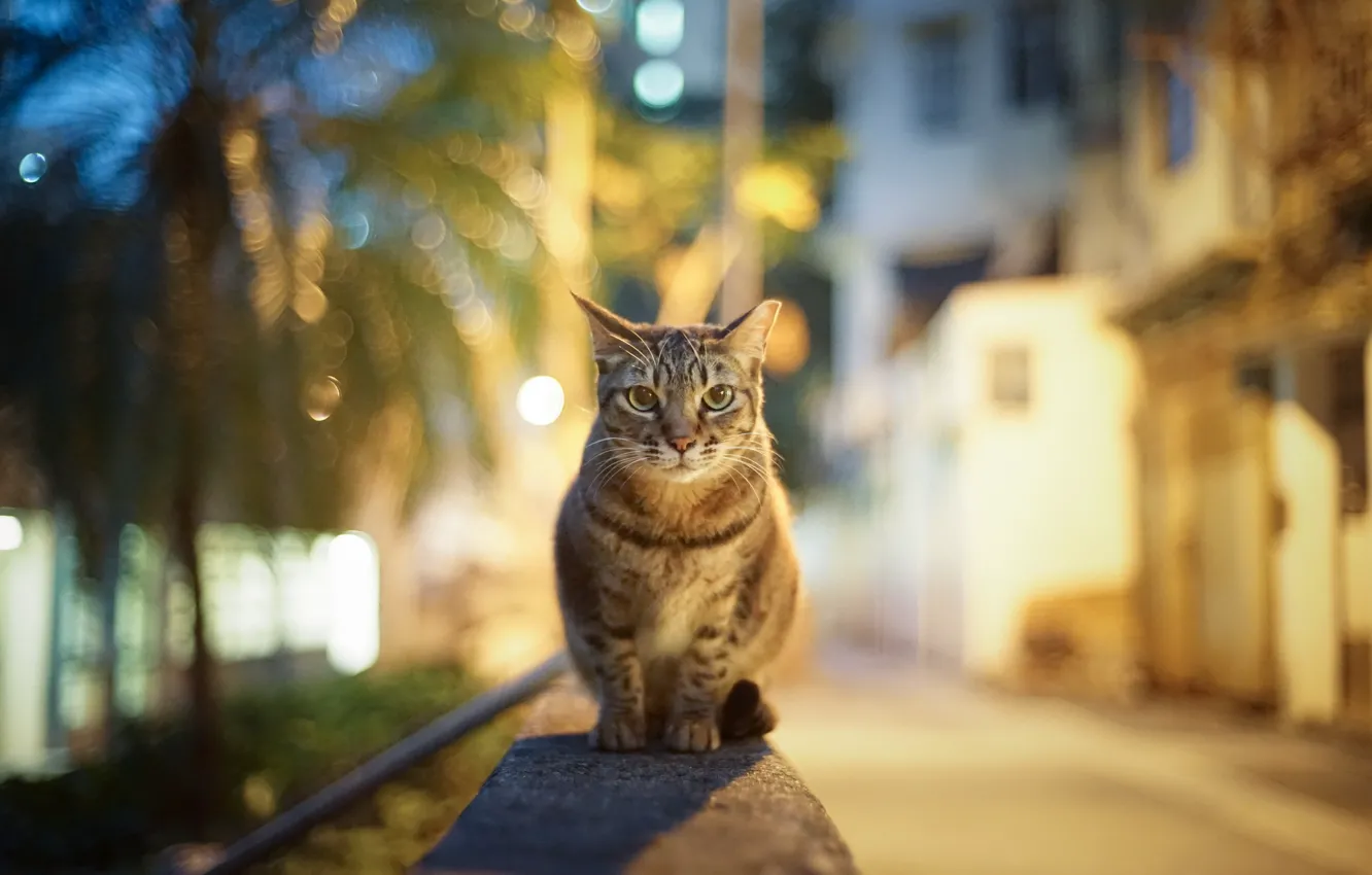 Photo wallpaper cat, look, the city, lights, glare, street, the evening