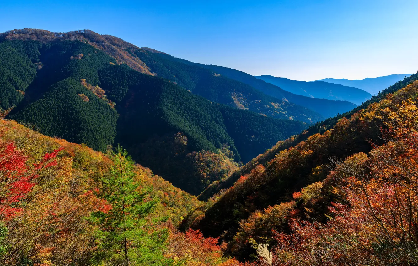 Photo wallpaper autumn, forest, the sky, the sun, trees, mountains, Japan, Nara Park