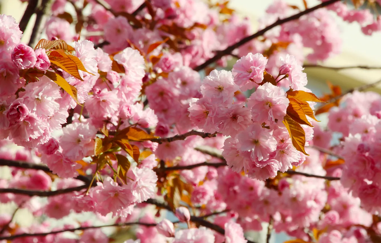 Photo wallpaper flower, spring, Japanese cherry