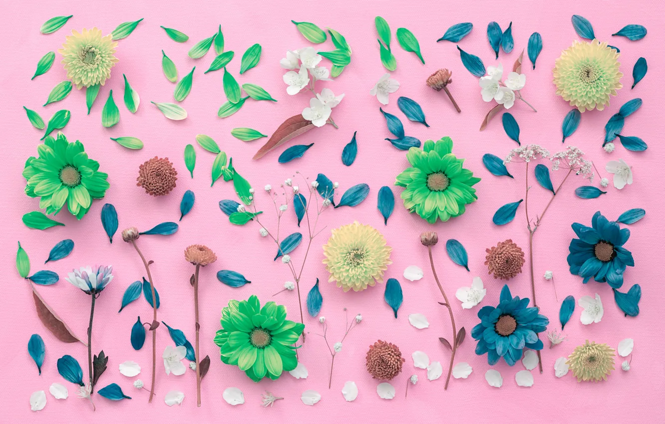 Photo wallpaper flowers, background, petals, chrysanthemum