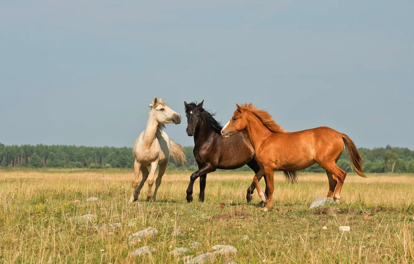 Photo wallpaper field, white, nature, horse, horse, three, crows, red
