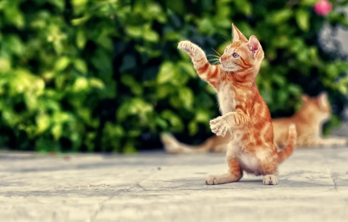 Photo wallpaper cat, paws, red, kitty, stand, Kote