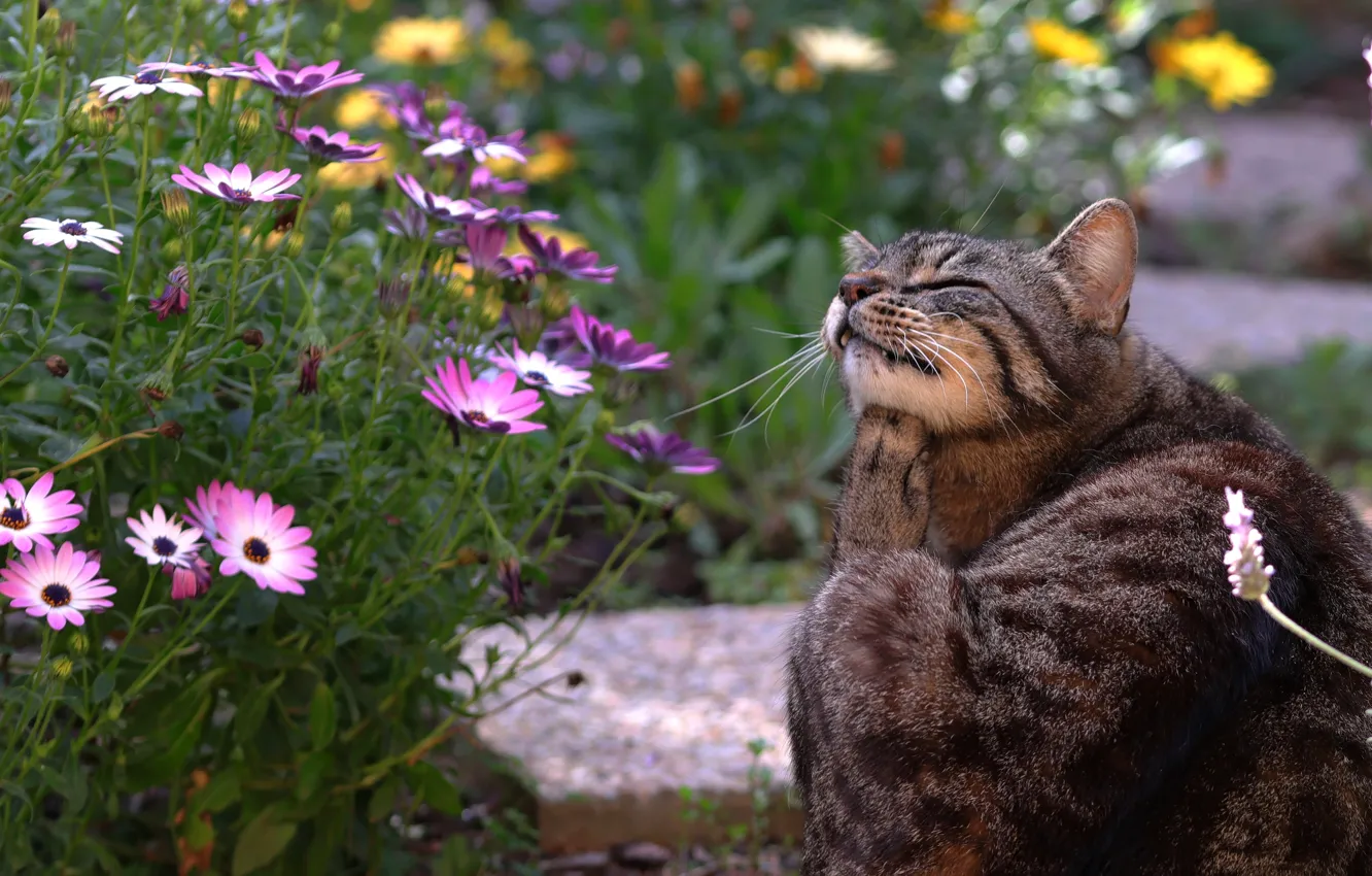 Photo wallpaper cat, cat, flowers, pose, legs, garden, Osteospermum, itches