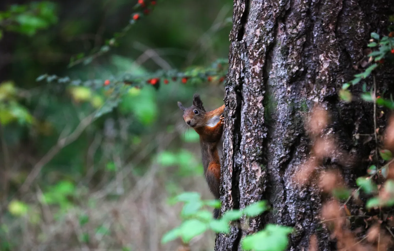 Photo wallpaper forest, look, leaves, trees, branches, nature, pose, background