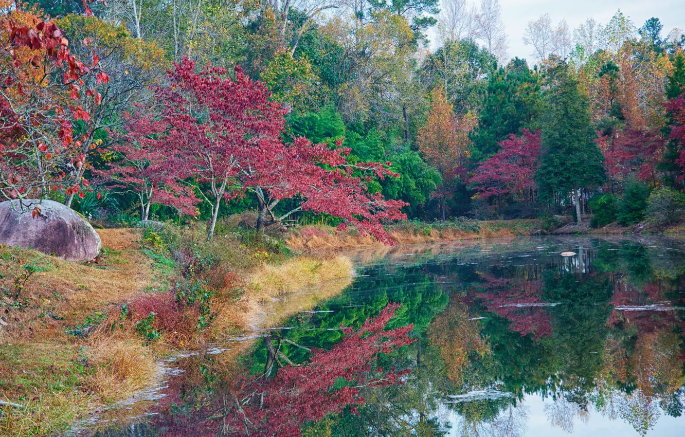 Photo wallpaper autumn, forest, the sky, trees, pond, Park, stones