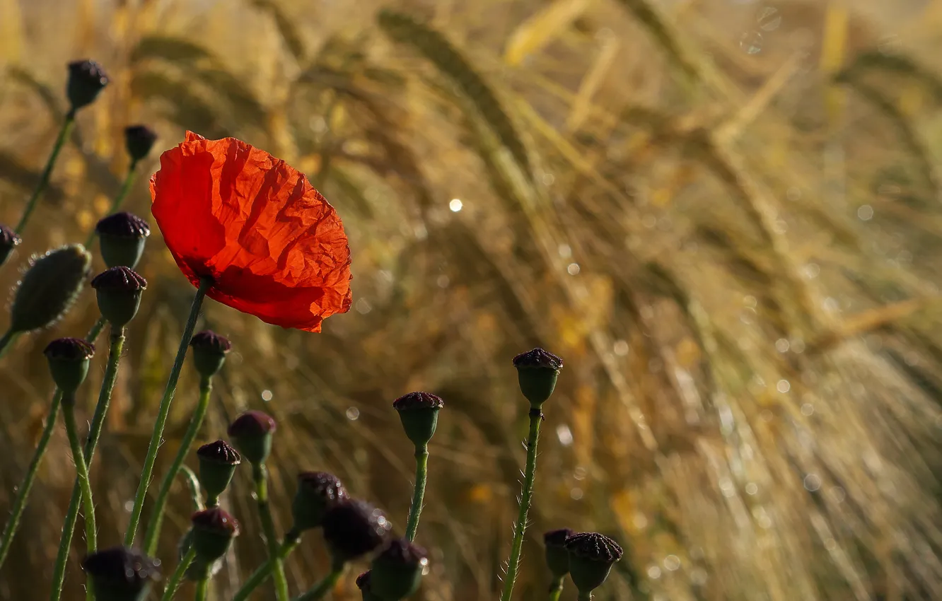 Photo wallpaper field, flowers, Mac, rye, bokeh, Wallpaper from lolita777