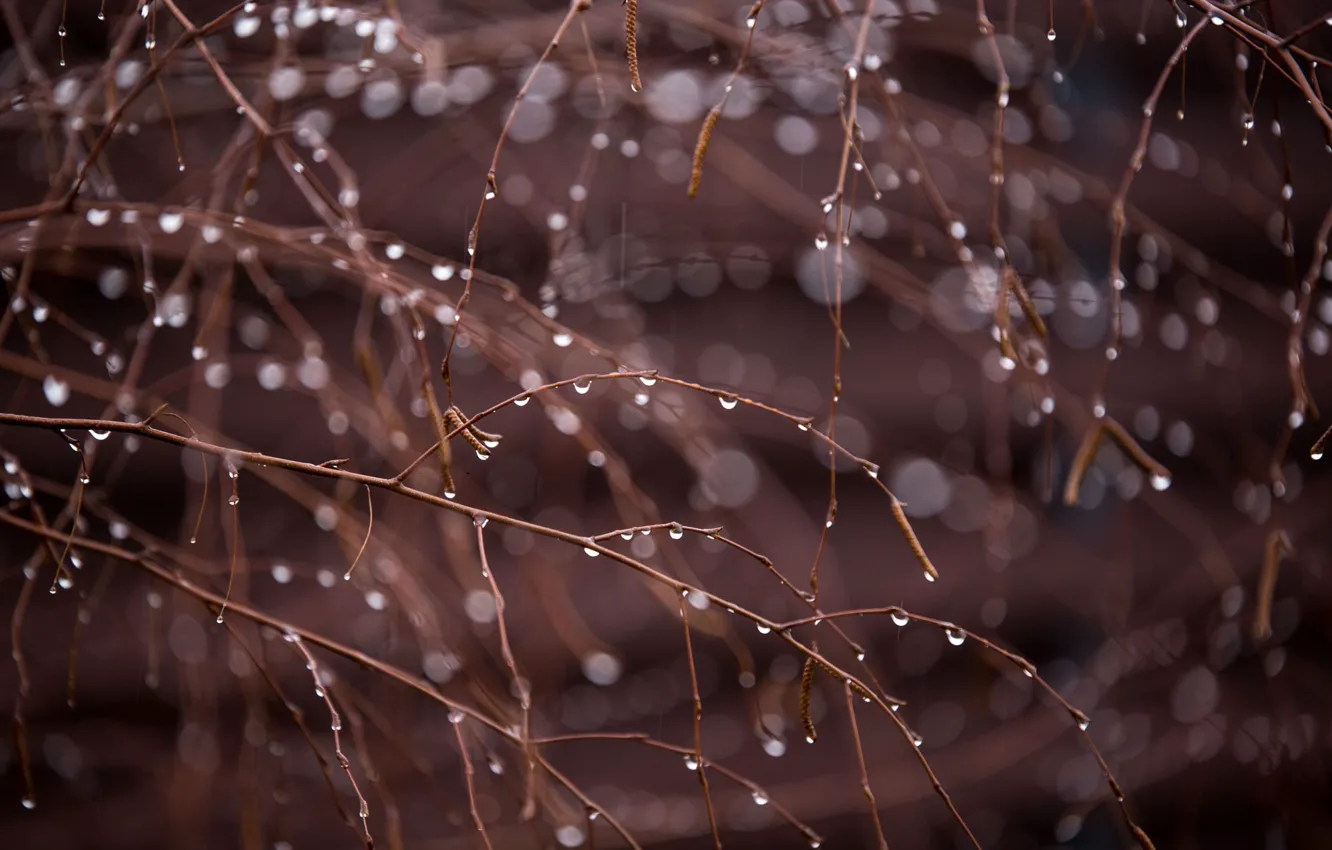 Photo wallpaper drops, branches, nature, rain, blur, spring, birch, flowering