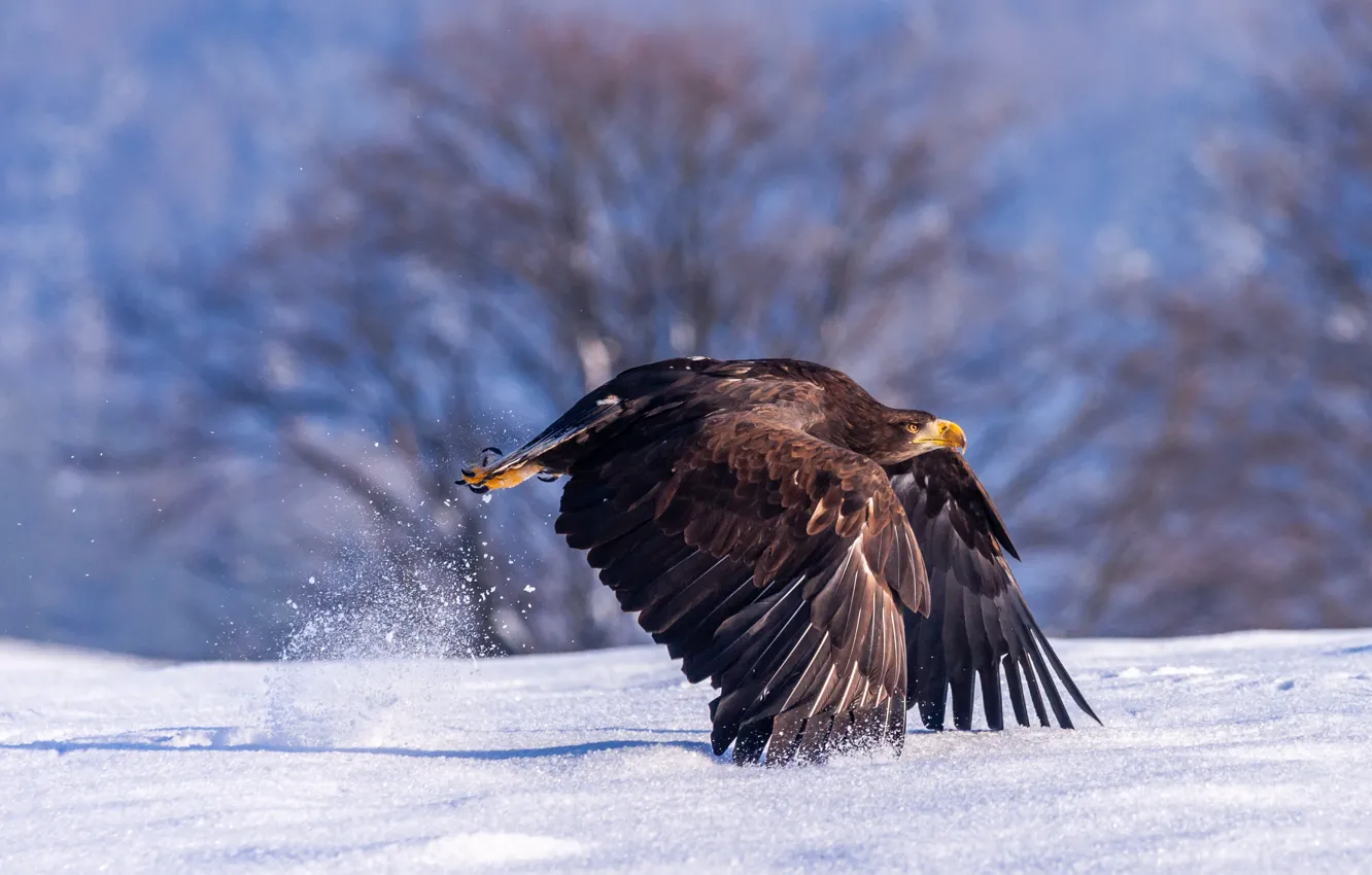 Photo wallpaper winter, light, snow, trees, nature, bird, eagle, wings