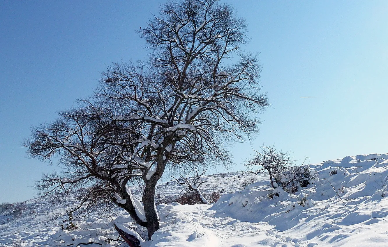 Photo wallpaper winter, snow, tree, slope
