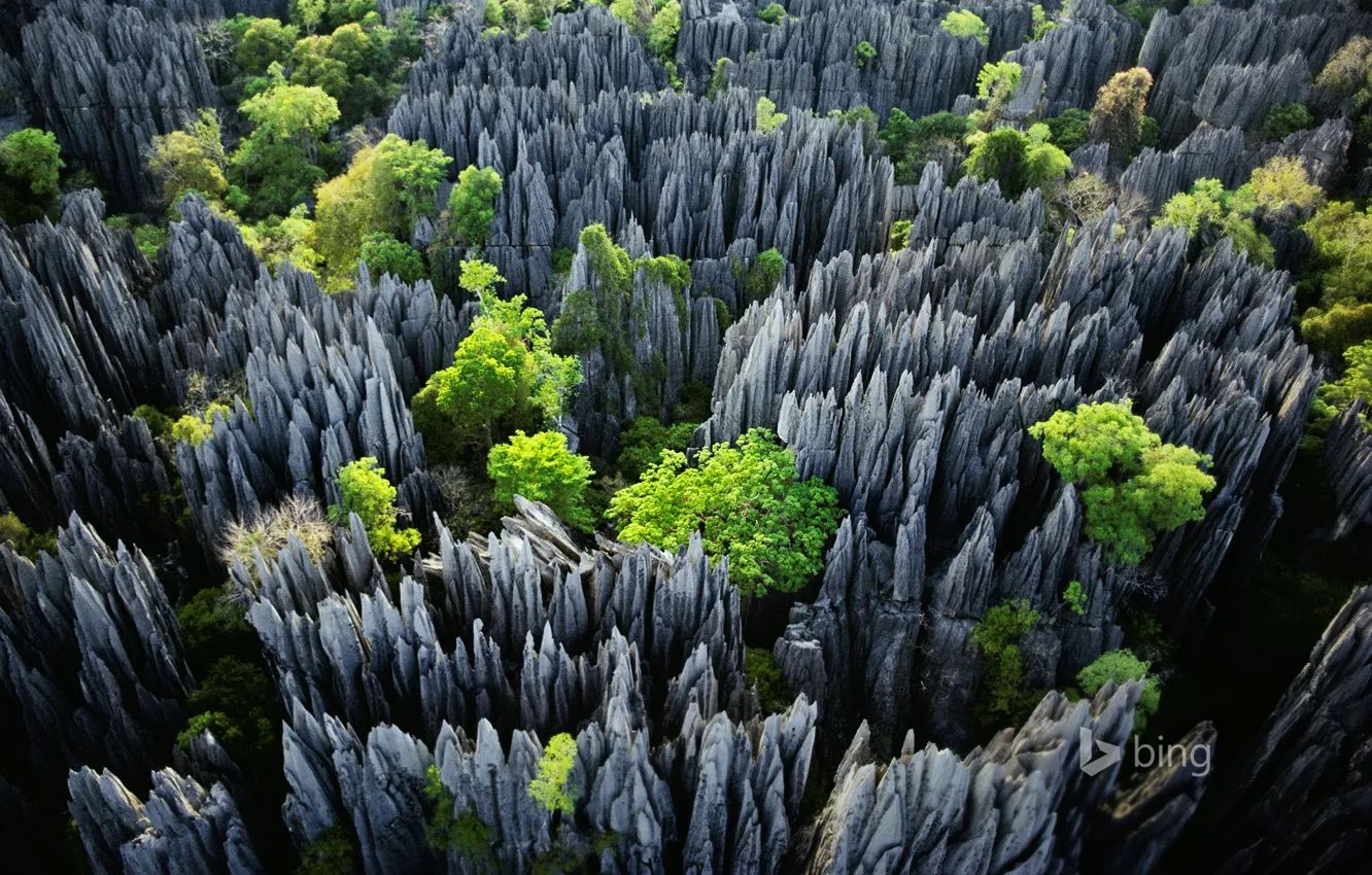 Photo wallpaper trees, rocks, Madagascar, Tsingy de Bemaraha National Park