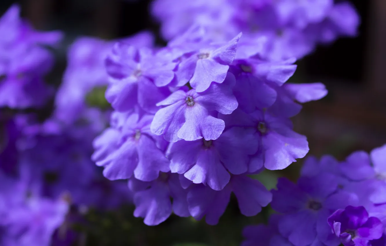 Photo wallpaper purple, Flowers, Violet
