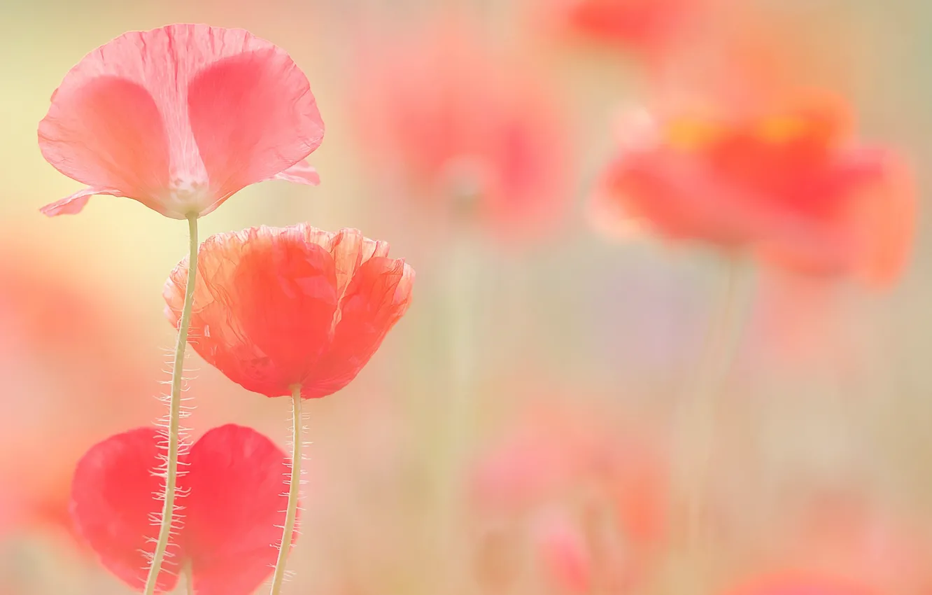 Photo wallpaper light, flowers, Maki, blur, pink, gently, al, poppy field