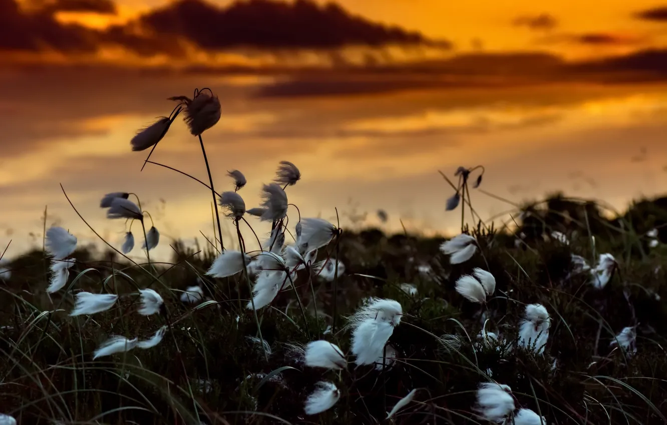 Photo wallpaper sunset, flowers, nature