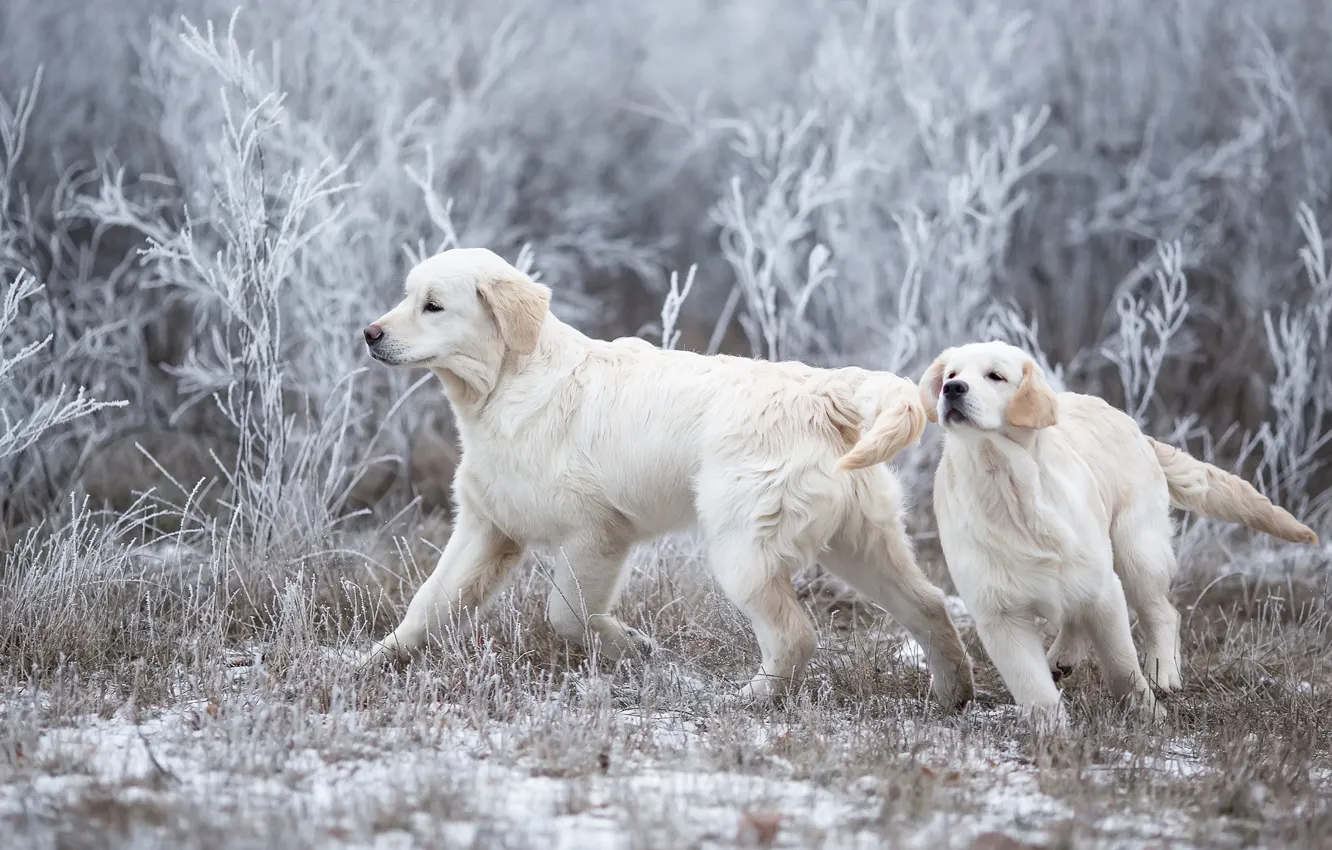Photo wallpaper winter, frost, dogs, grass, snow, branches, nature, pose