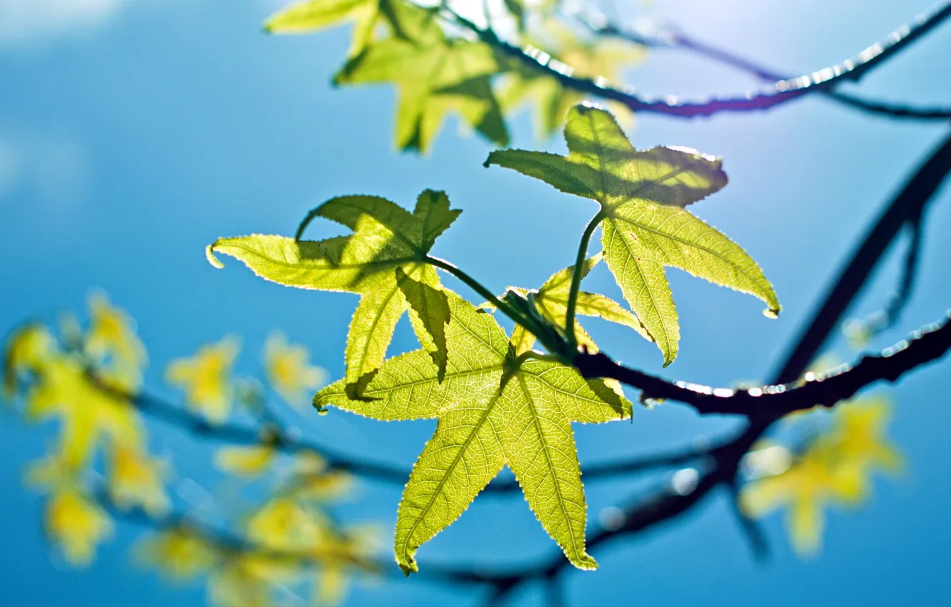 Photo wallpaper the sky, leaves, macro