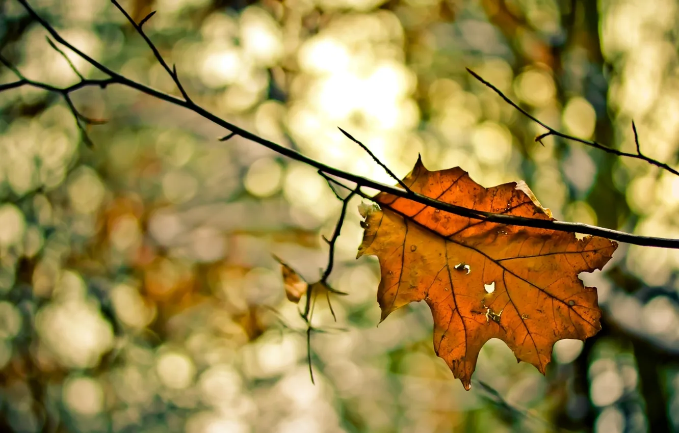 Photo wallpaper autumn, macro, sheet, by diggedy-d, don't leaf me