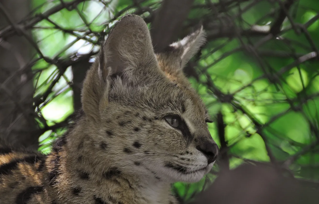 Photo wallpaper face, predator, profile, ears, wild cat, Serval, Bush cat