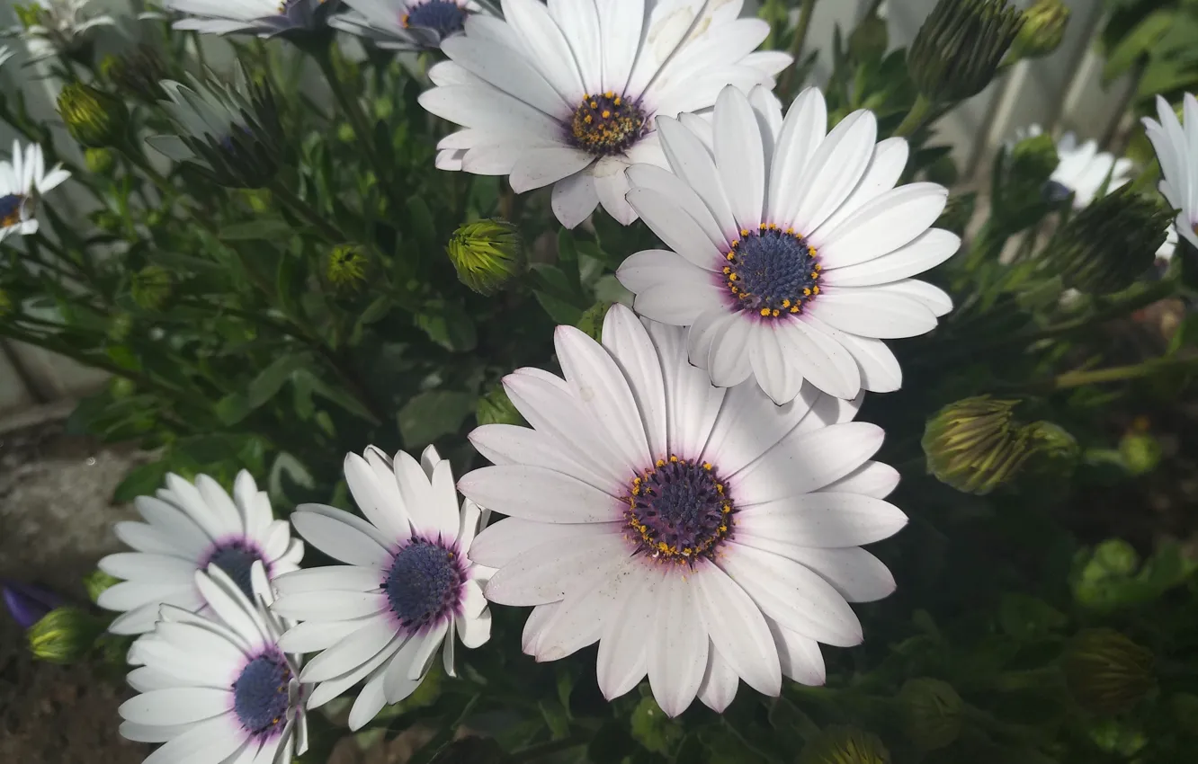 Photo wallpaper flowers, flowers, white flowers, Osteospermum, White flowers