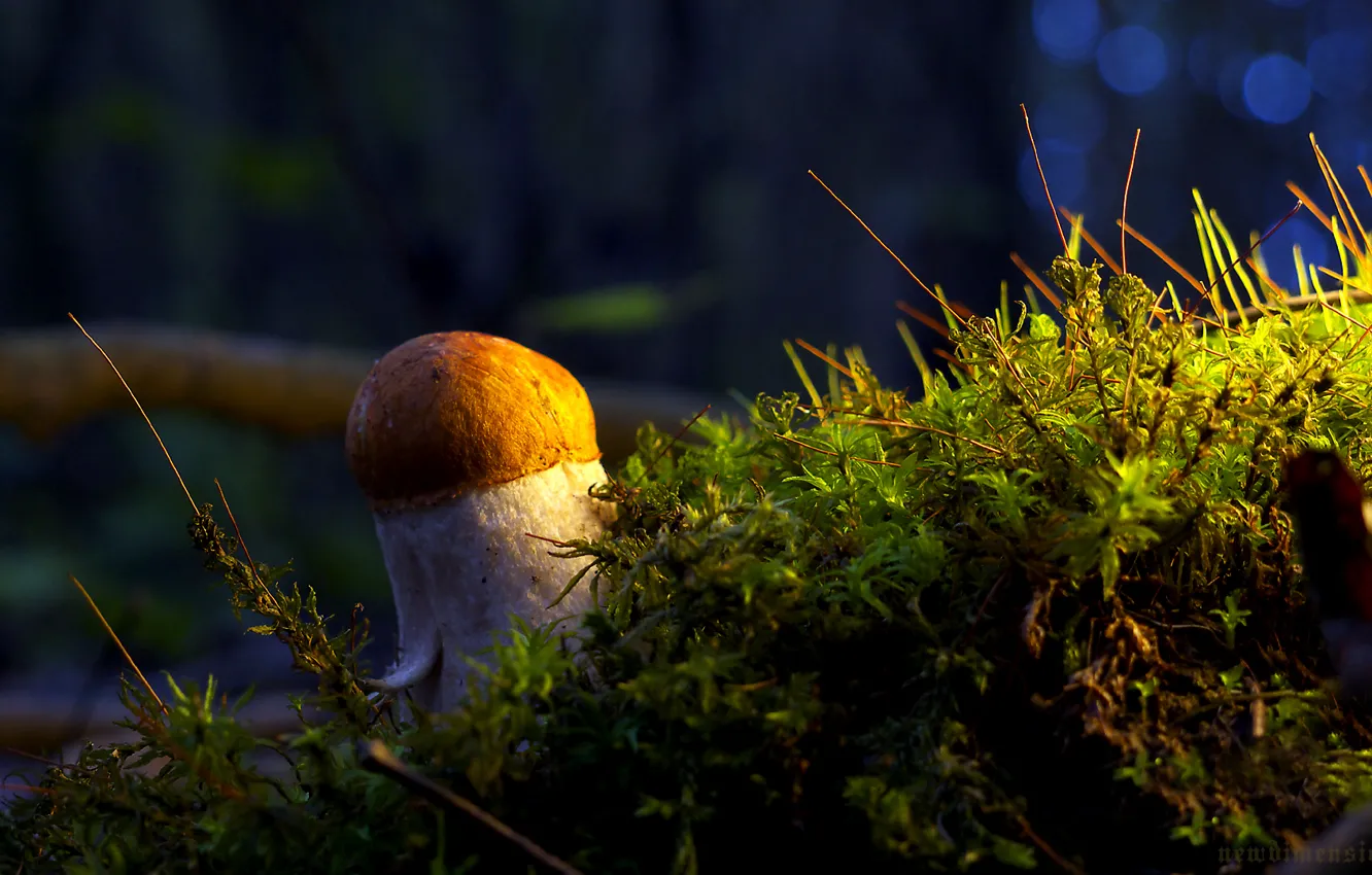 Photo wallpaper white, mushrooms, moss