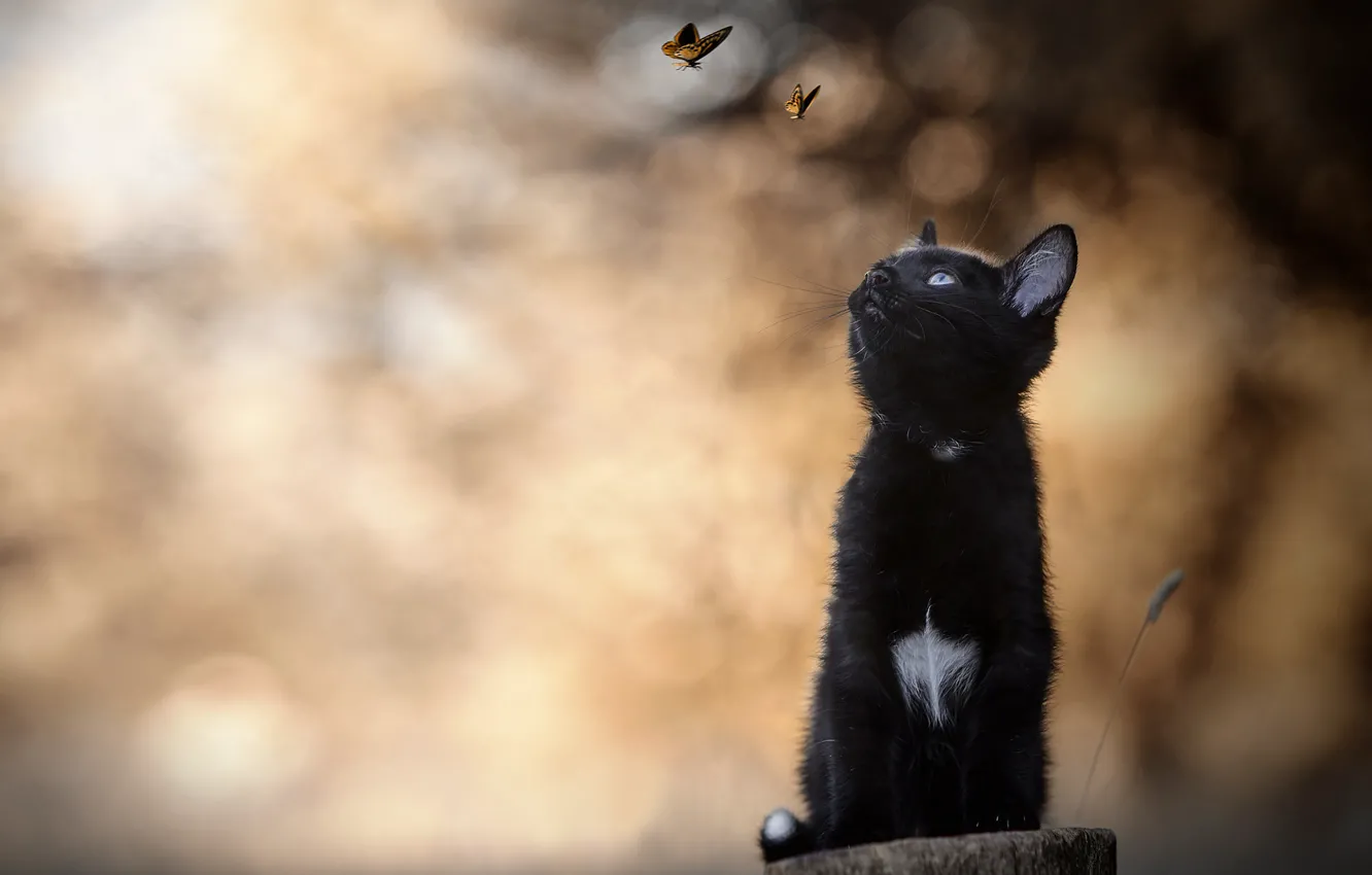 Photo wallpaper butterfly, kitty, bokeh, black kitten