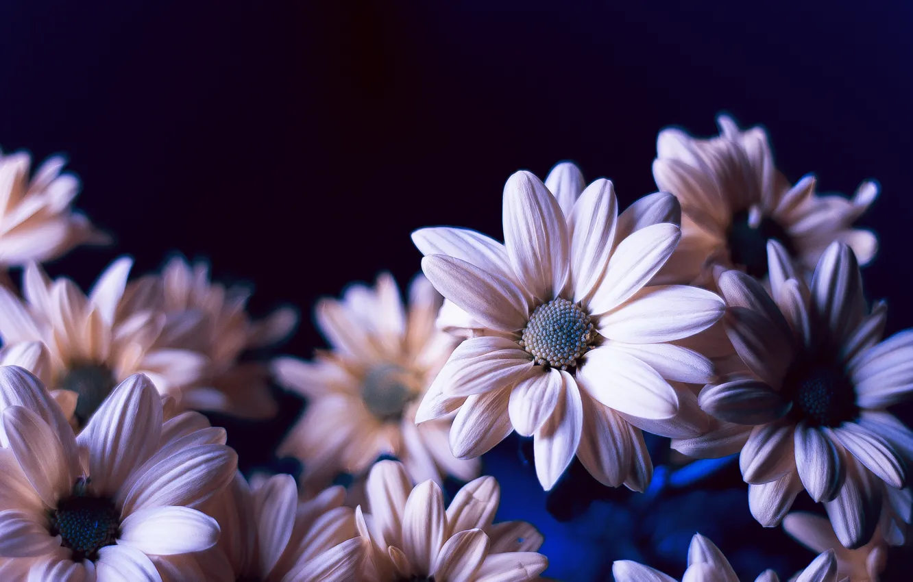 Photo wallpaper flowers, blue, chamomile, pink, beautiful, flowers, chrysanthemum, flowers
