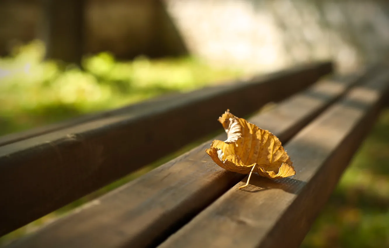 Photo wallpaper autumn, macro, bench, photo, background, Wallpaper, blur, shop