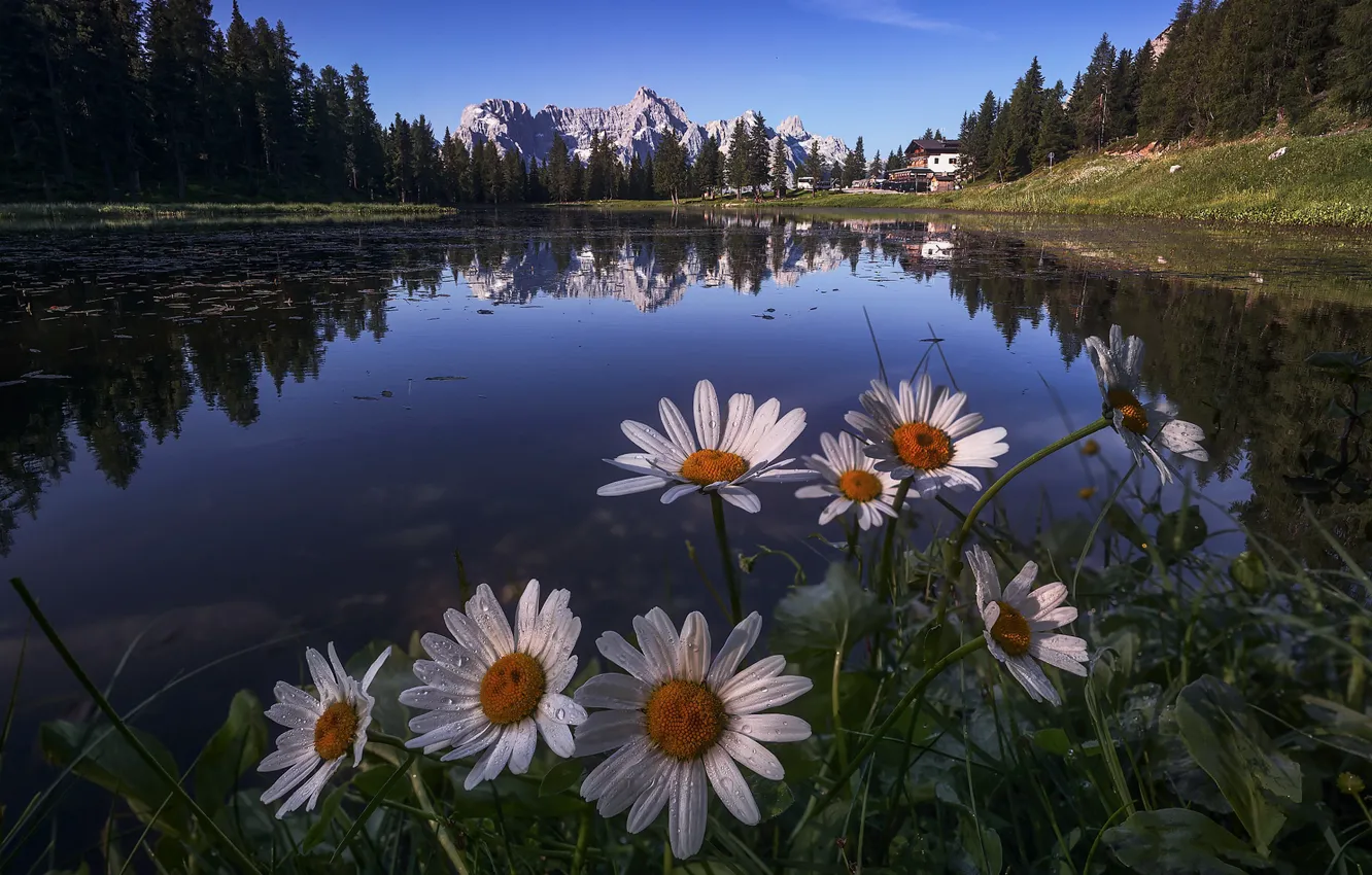 Photo wallpaper forest, summer, the sky, drops, flowers, mountains, lake, reflection
