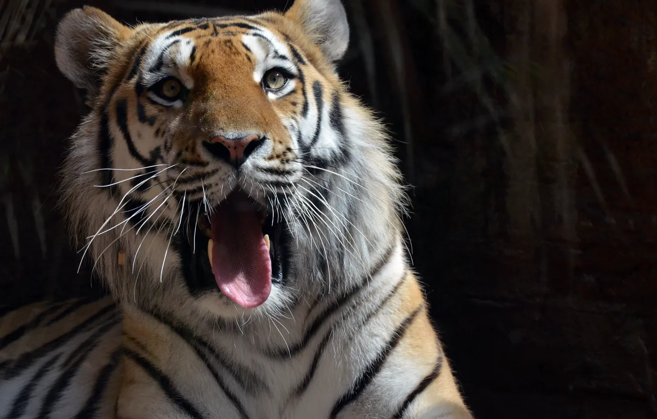 Photo wallpaper language, face, tiger, photo, predator