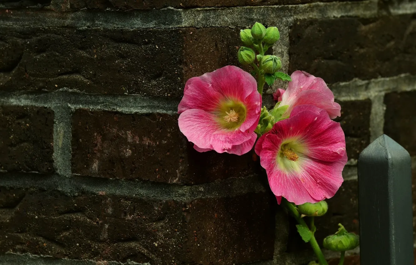 Photo wallpaper flowers, brick, mallow
