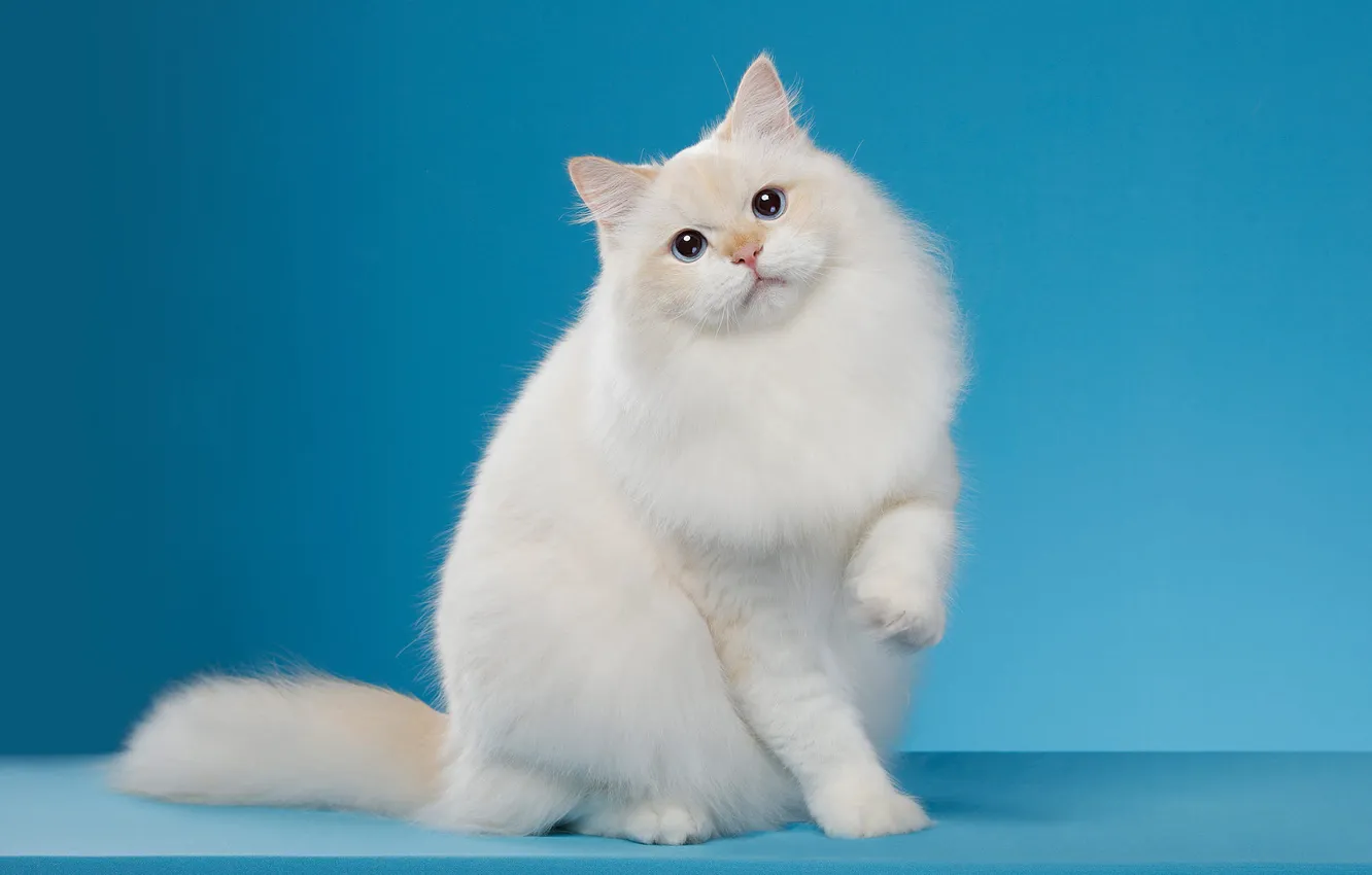 Photo wallpaper cat, white, cat, look, pose, background, blue, muzzle