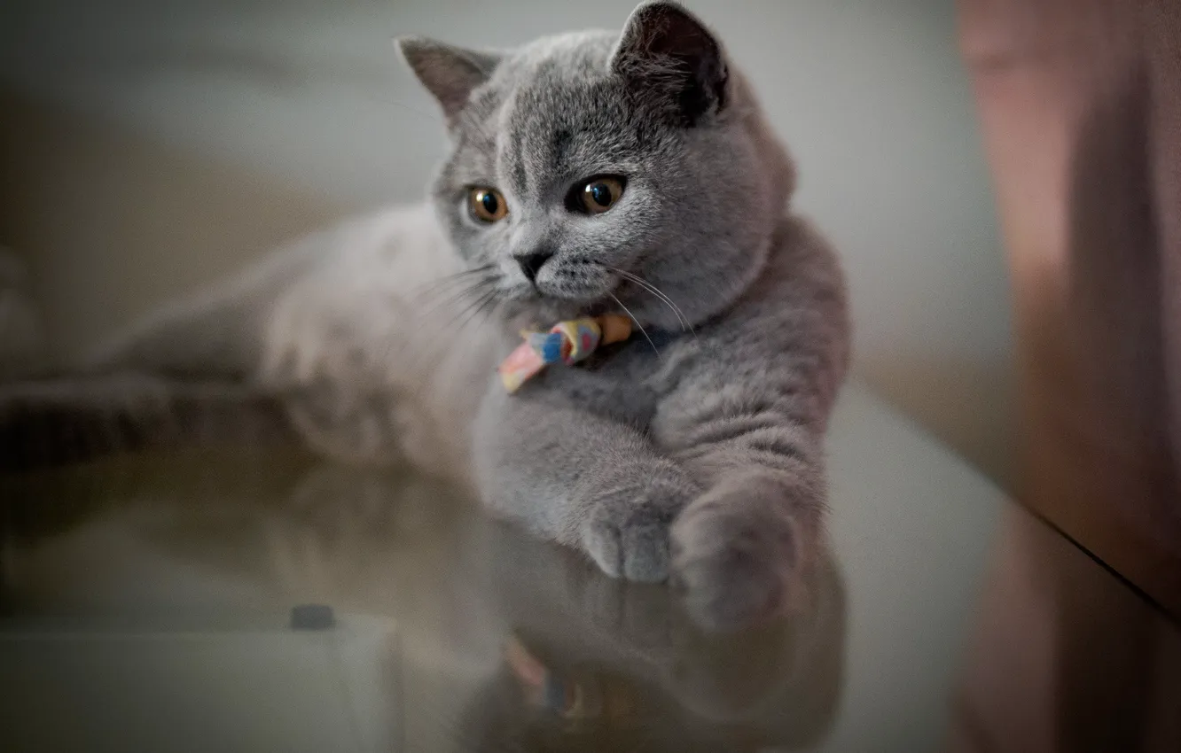 Photo wallpaper cat, cat, look, pose, face