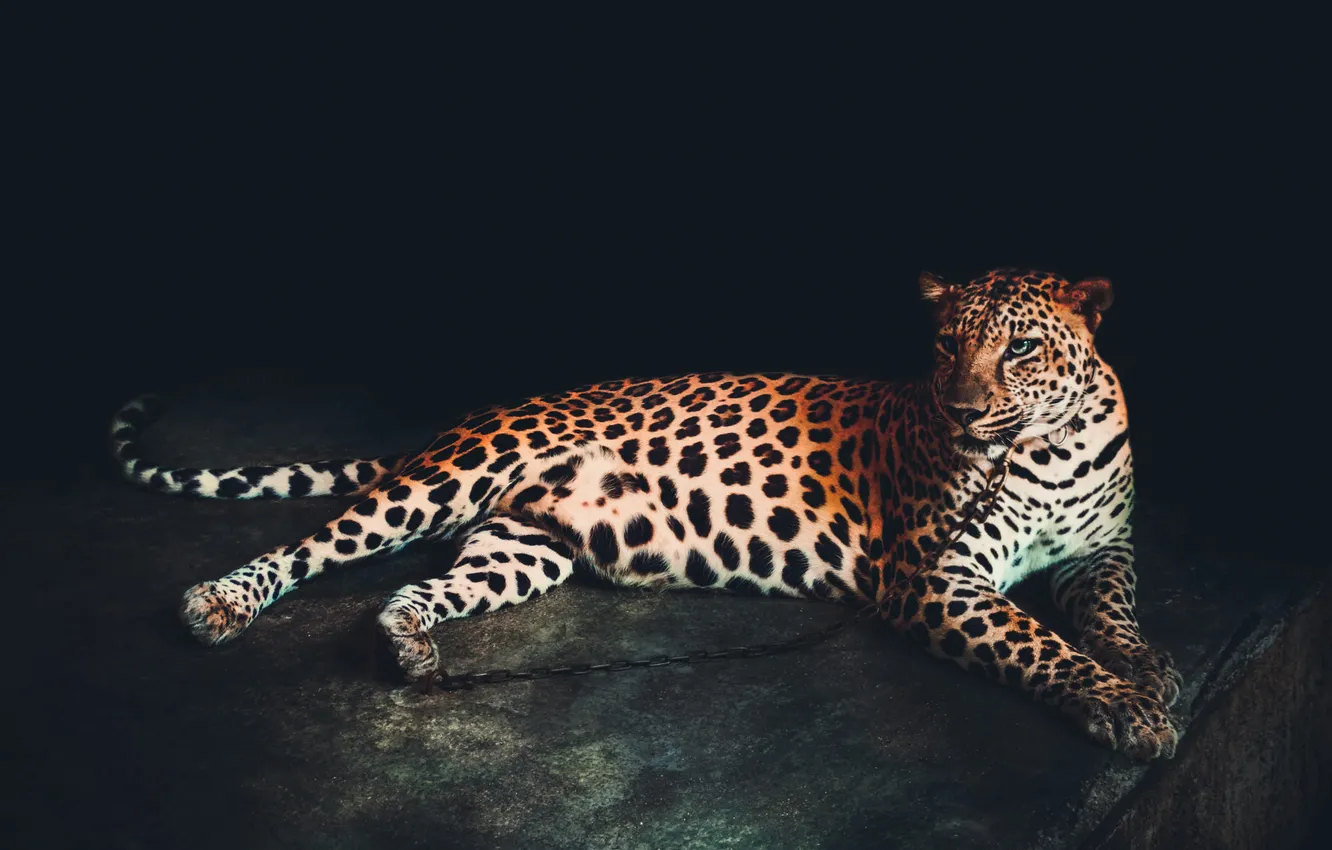 Photo wallpaper shadow, leopard, lies, black background