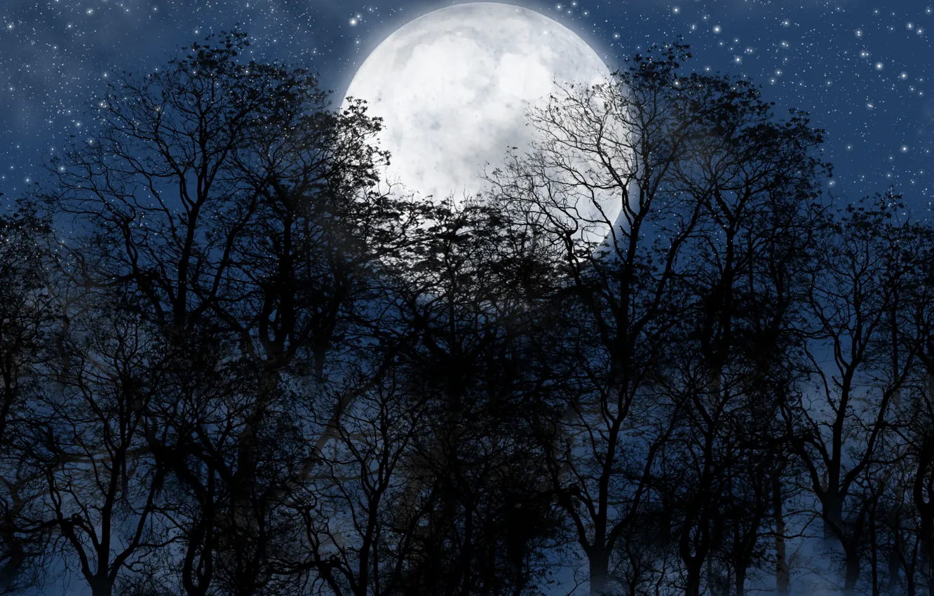 Photo wallpaper forest, night, the moon, star.the sky